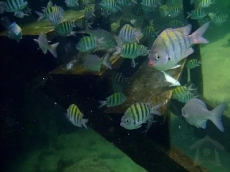 4 Bedrooms Townhome Blue Tang