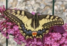 5 Bedrooms Farmhouse La Fermette