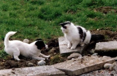 2 Bedrooms BnB Cornaher House