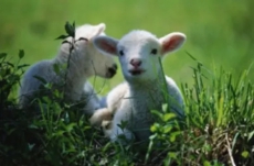 1 Bedroom Farmhouse Valley Lodge