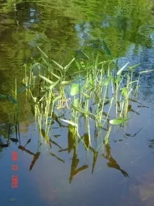 2 Bedrooms Chalet Adirondack Rest