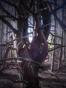 2 Bedrooms Chalet Adirondack Rest